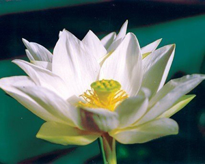lotus_tulip_125_jpg_1.jpg