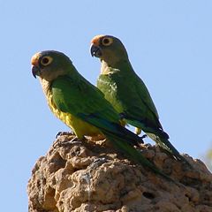 parrots