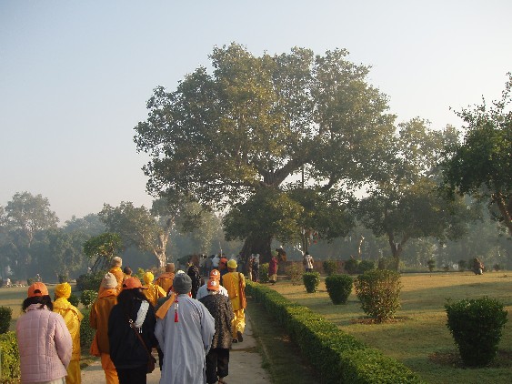 AnanBodhiTree