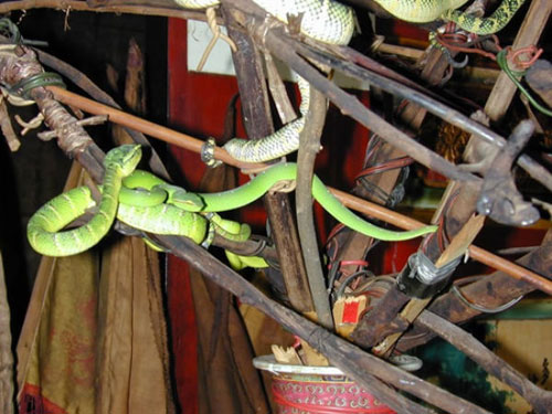 Ngôi đền toàn rắn độc kỳ lạ ở 
Malaysia