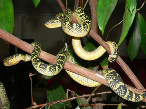 Ngôi đền toàn rắn độc kỳ lạ ở 
Malaysia