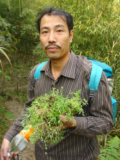 Người bỏ bệnh viện vào rừng tìm "thần dược" trị dạ dày