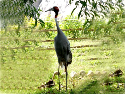 Chùa Việt trên đất  Nepal