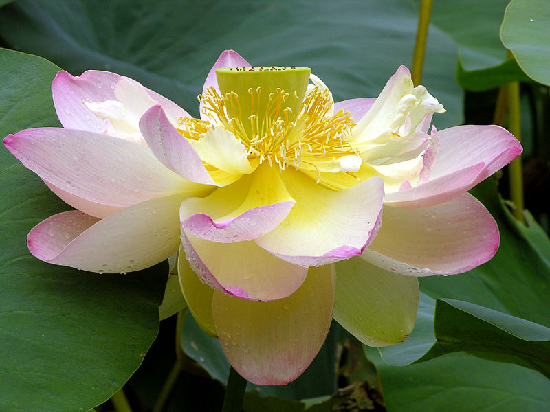 Lotus_Nelumbo_nucifera_Flower_Large_3264px.jpg