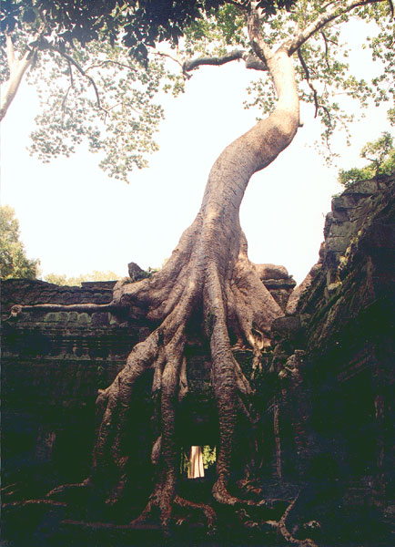 Ta_Prohm_Angkor_2000.jpg