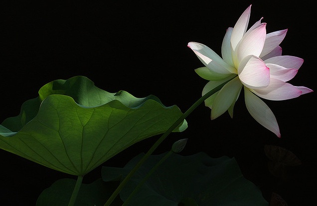 lotus_pink_white_lotus.jpg