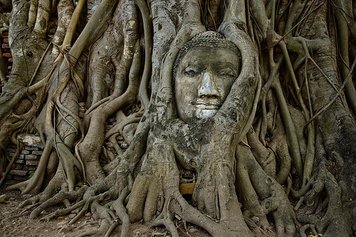 Đầu tượng Phật ở Ayutthaya - Thái Lan