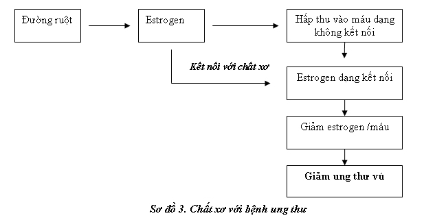 Chất xơ với sức khoẻ và một số bệnh mạn tính nguy hiểm