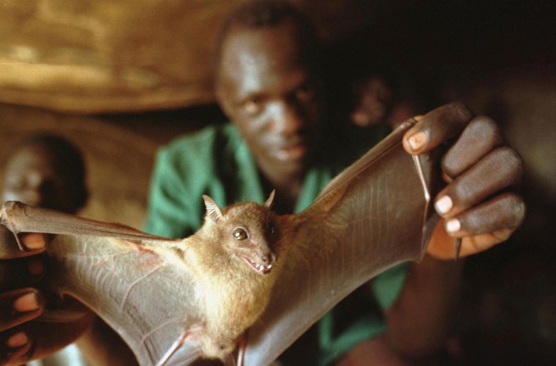 Guinea-Bats-Ebola.jpg