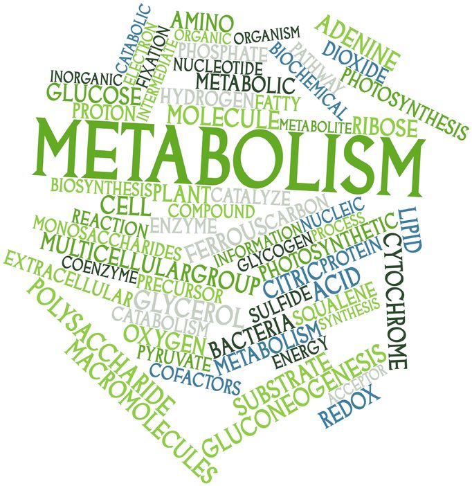 metabolism