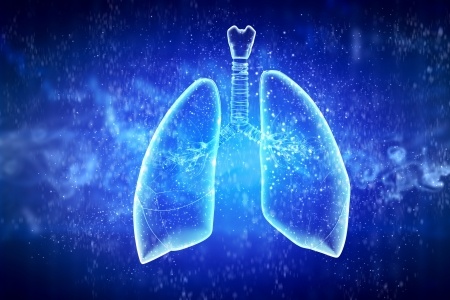 Lungs